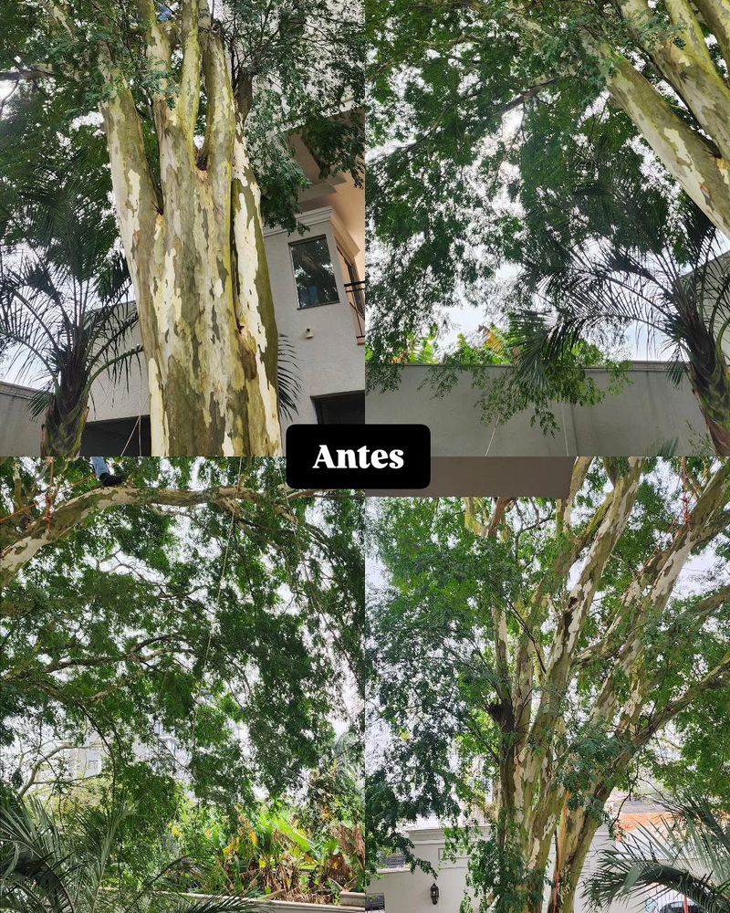 Pau-ferro antes da poda