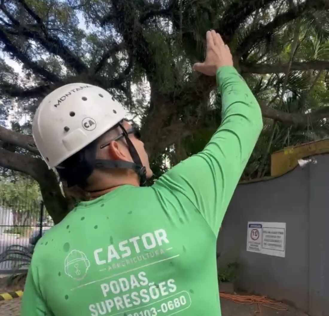 Profissional da Castor com camiseta da empresa avaliando a copa de uma árvore