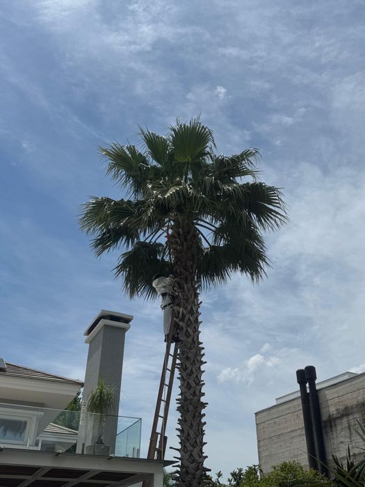 Palmeira com escada para poda